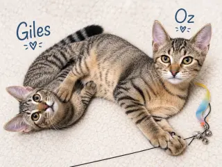 Oz