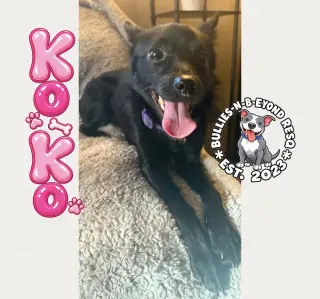 Ko Ko