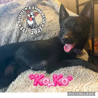 Ko Ko