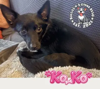Ko Ko