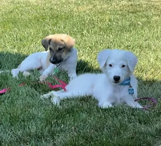 Lucky