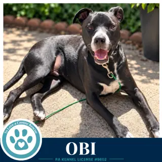Obi (aka Perry) (Sugarplums) 120724