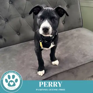Obi (aka Perry) (Sugarplums) 120724