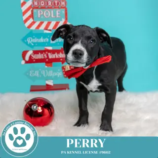 Obi (aka Perry) (Sugarplums) 120724