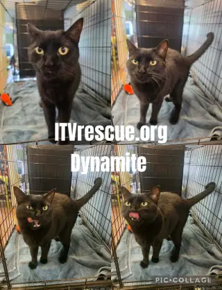 Dynamite