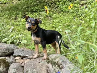 Zeppelin (Rock Star Litter)