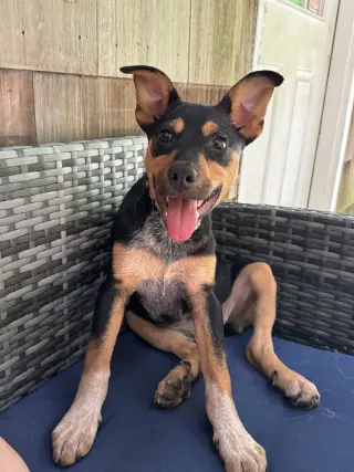 Zeppelin (Rock Star Litter)