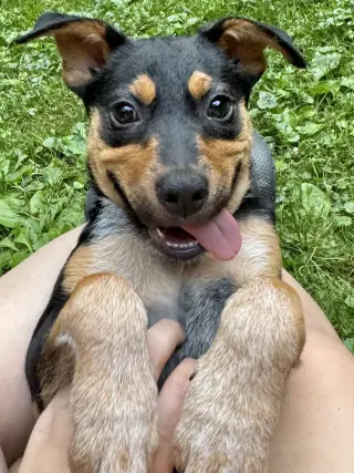 Zeppelin (Rock Star Litter)