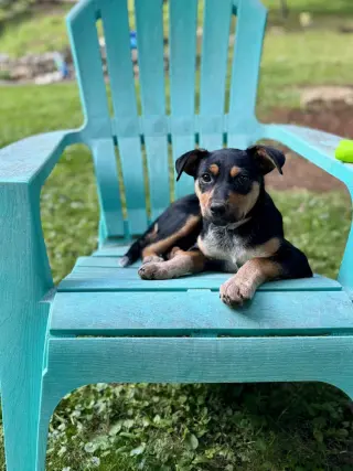 Zeppelin (Rock Star Litter)