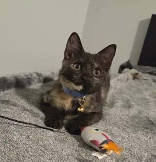 Daisy