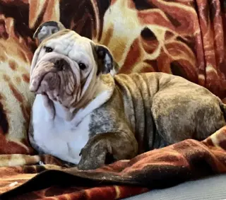 Bruno