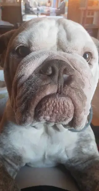 Bruno