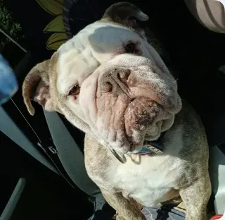 Bruno