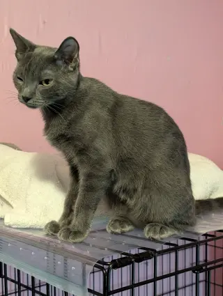 Daphne