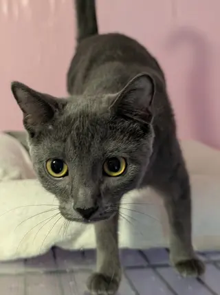 Daphne
