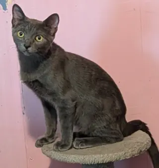 Daphne