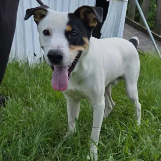 Ziggy