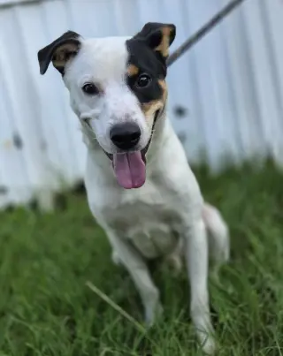 Ziggy