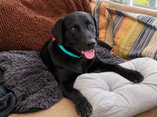 Roscoe