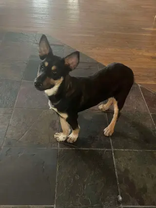 Trixie