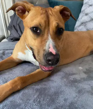 Snuggles (Foster or Adopter needed!)