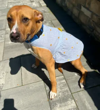 Snuggles (Foster or Adopter needed!)