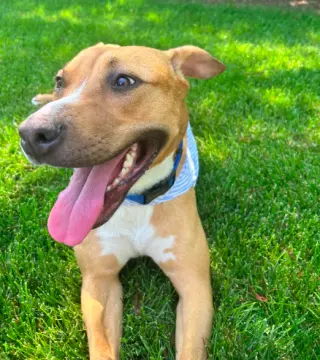 Snuggles (Foster or Adopter needed!)