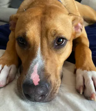 Snuggles (Foster or Adopter needed!)