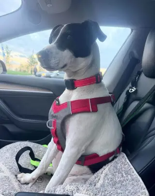 Rubix (Foster or Adopter needed!)