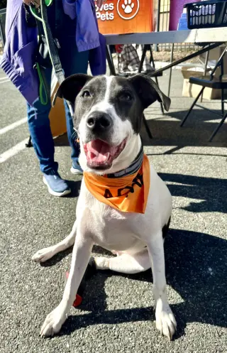 Rubix (Foster or Adopter needed!)