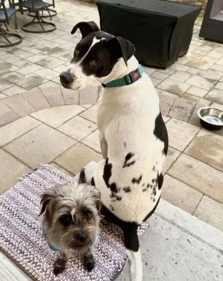 Rubix (Foster or Adopter needed!)
