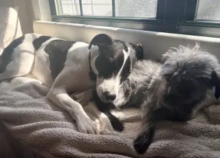 Rubix (Foster or Adopter needed!)