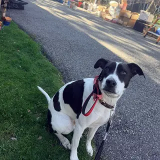 Rubix (Foster or Adopter needed!)
