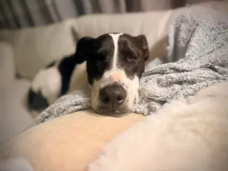 Rubix (Foster or Adopter needed!)