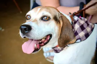 Peaches (Foster or Adopter needed!)