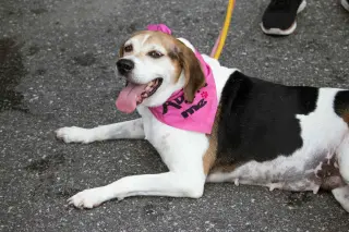 Peaches (Foster or Adopter needed!)