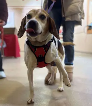 Peaches (Foster or Adopter needed!)