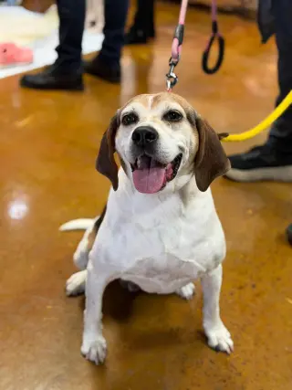 Peaches (Foster or Adopter needed!)