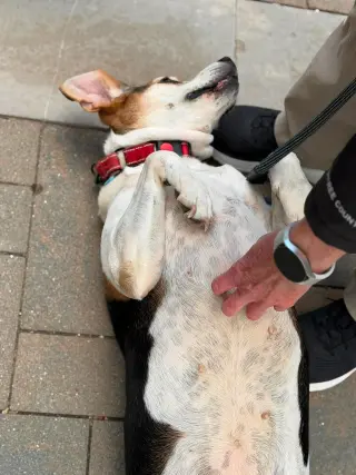 Peaches (Foster or Adopter needed!)