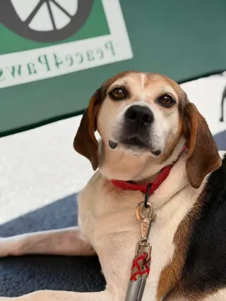 Peaches (Foster or Adopter needed!)