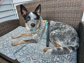 Moby (URGENT Foster or Adopter needed!)