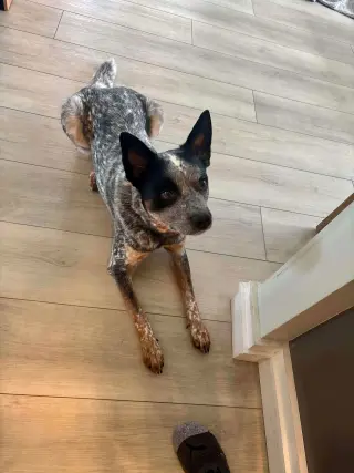 Moby (URGENT Foster or Adopter needed!)