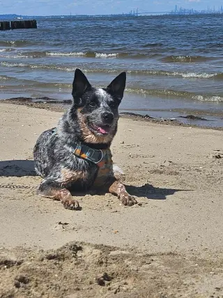 Moby (URGENT Foster or Adopter needed!)