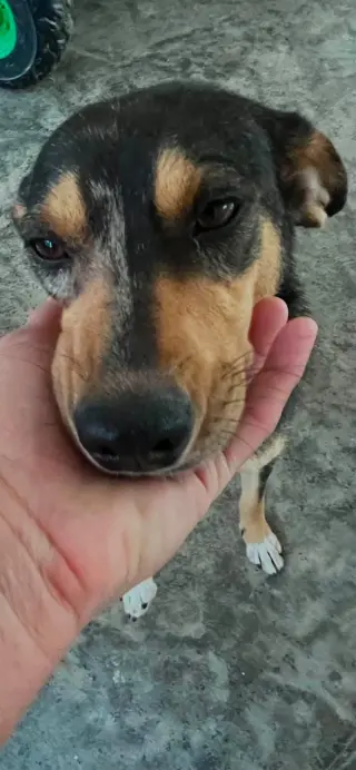 Dolly