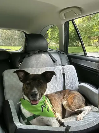 Coquito (Foster or Adopter needed!)