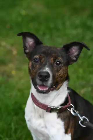 Coquito (Foster or Adopter needed!)