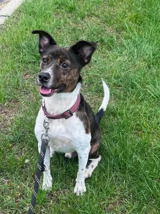 Coquito (Foster or Adopter needed!)