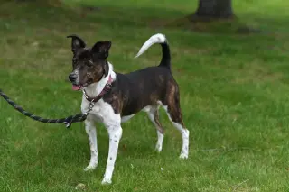 Coquito (Foster or Adopter needed!)