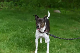Coquito (Foster or Adopter needed!)