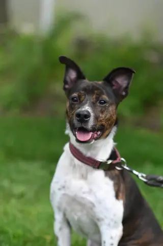 Coquito (Foster or Adopter needed!)